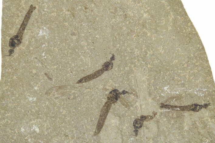 Crane Fly (Tipulidae) Mortality Plate - Green River Formation #360053